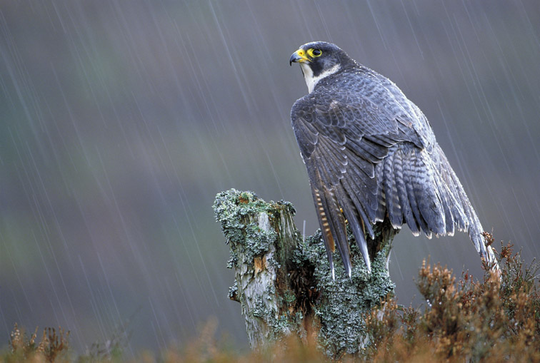 Peregrine Falcon (Falco peregrinus) perched on lichen-covered pine stump in rain. Grampian, Scotland. April.